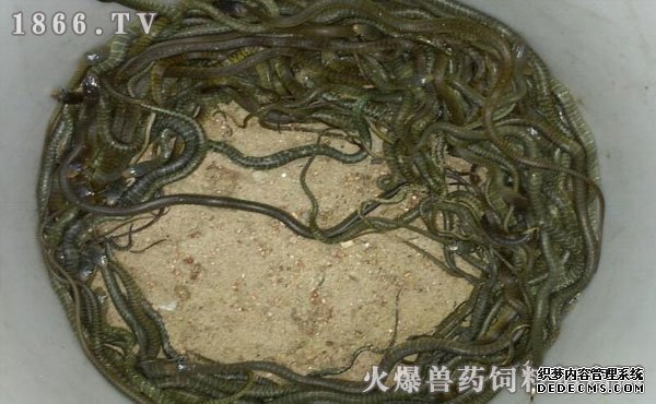 水律蛇養(yǎng)殖新技巧揭秘，高效養(yǎng)殖方法與實用操作指南