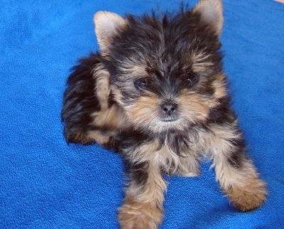 衢州寵物狗市場現(xiàn)象解析，出售信息深度探討與各方觀點碰撞