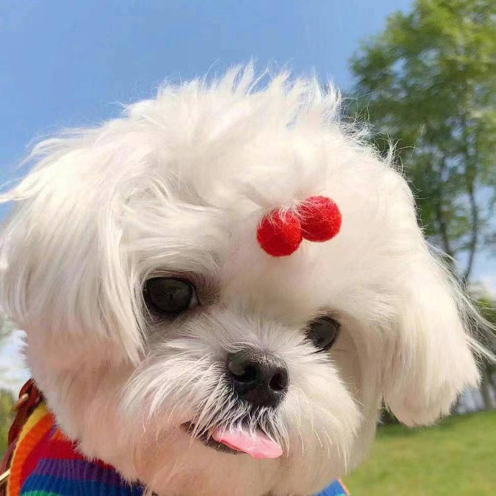 最新狗狗頭像，展現(xiàn)變化、學(xué)習(xí)與自信的力量