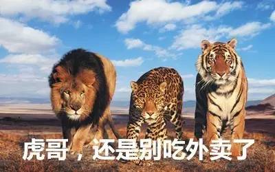 最新虎獅，學習變革的力量，自信與成就感的崛起之路