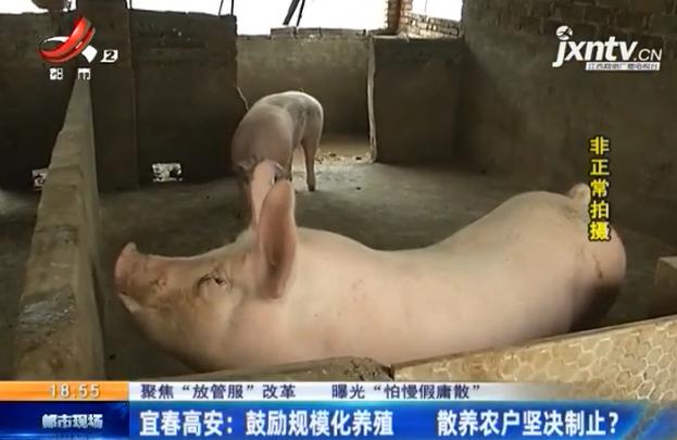 髙安今日生豬價格行情解析,獲取與分析生豬價格的方法與趨勢探討