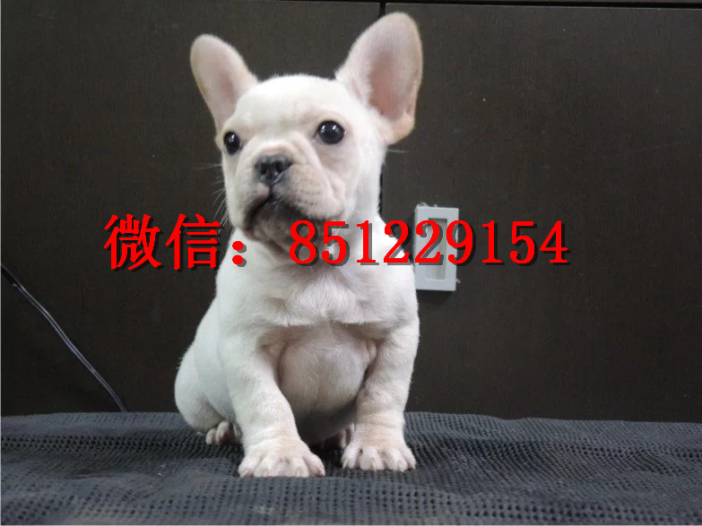 法牛犬行情走勢揭秘，溫馨日常背后的市場趨勢