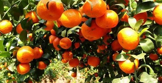 沙糖桔演員，科技與生活完美融合的高科技產(chǎn)品展示