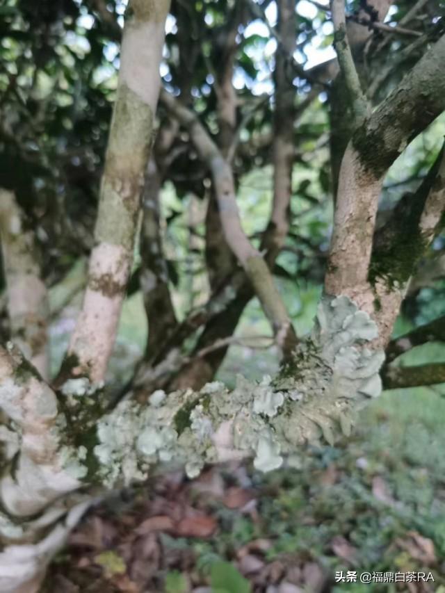 老樅紅茶價(jià)格，深度探討歷史背景與地位影響下的價(jià)格走勢(shì)