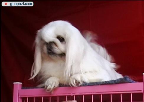 秀珍犬價(jià)格行情揭秘，變化中的市場(chǎng)行情與學(xué)習(xí)自信的力量