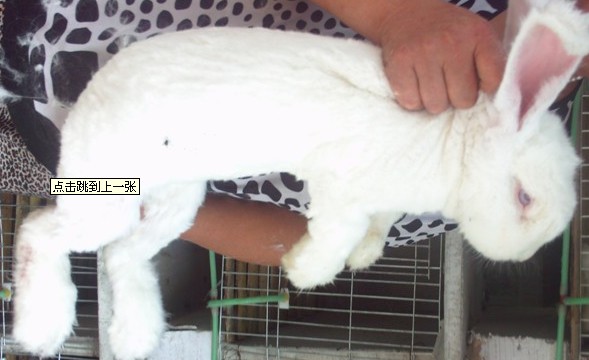 蒙陰兔毛最新價格及科技時尚新潮產品體驗介紹