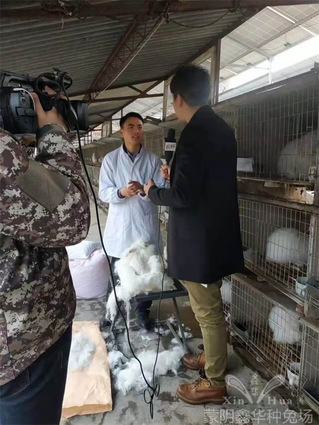 蒙陰兔毛最新價格及科技時尚新潮產(chǎn)品體驗介紹