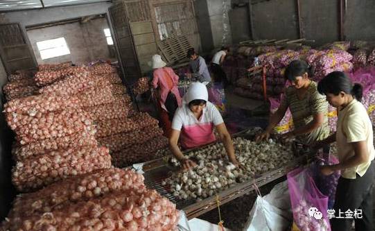 杞縣冷庫(kù)大蒜市場(chǎng)價(jià)格探秘，尋找蒜香的平靜之旅