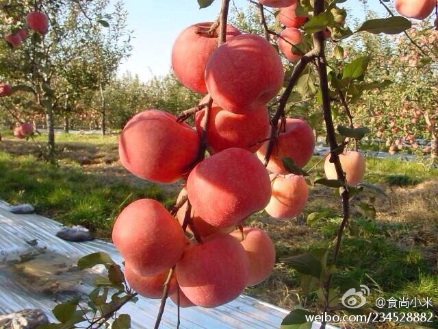 阿克蘇蘋果上市時間詳解，全面步驟指南