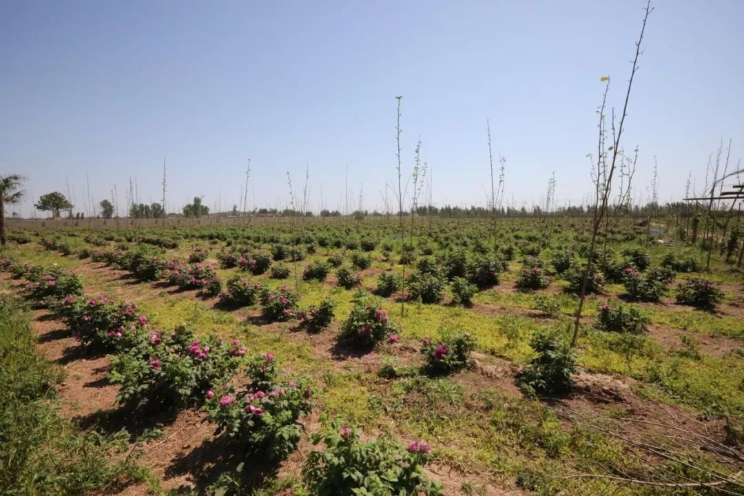義馬裴村報房動態(tài)資訊，探尋自然美景，啟程心靈之旅