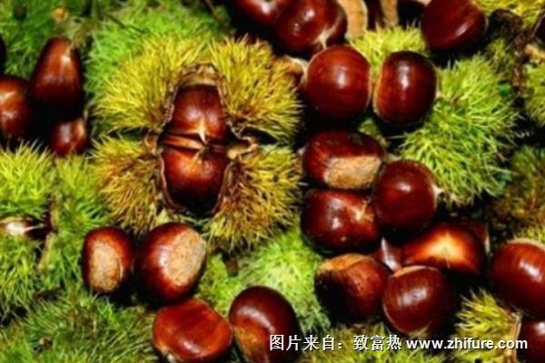 板栗最新行情概覽，市場(chǎng)走勢(shì)與產(chǎn)業(yè)地位深度分析