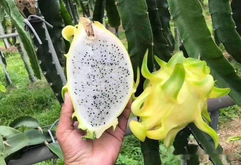 火龍果新品種揭秘，變化的力量與自信成就之旅