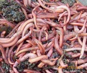 小巷深處的綠色寶藏，蚯蚓種苗價格揭秘