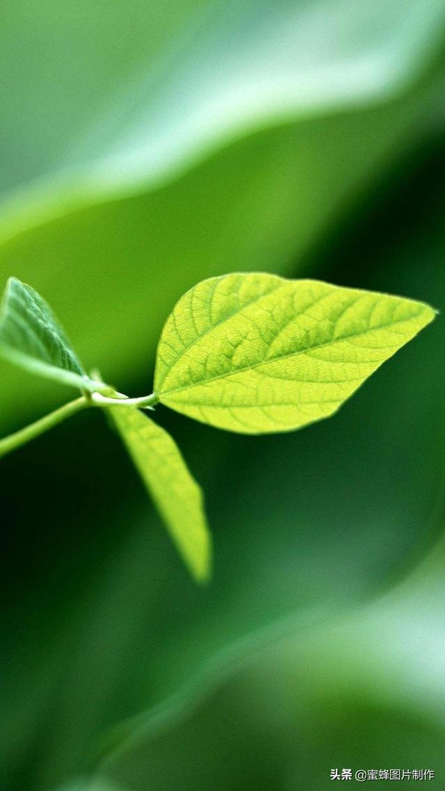 最新護(hù)眼美圖，步驟指南與美圖欣賞