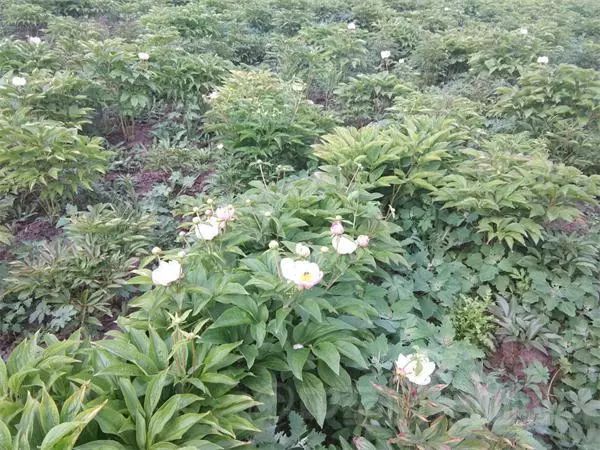 赤芍行情深度解析，小巷特色藥材探尋之旅