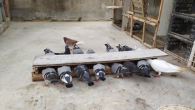 鴿糞新型應(yīng)用，綠色能源的未來(lái)與科技創(chuàng)新引領(lǐng)生活變革