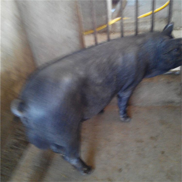 太湖母豬行情，逆風(fēng)中的自信與成就感展現(xiàn)