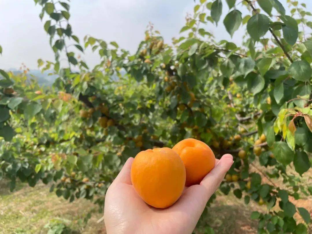 杏吧資訊速遞，引領(lǐng)時尚潮流，傳遞熱門信息的新高地門戶