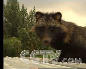 貉子最新價(jià)格行情更新，市場(chǎng)走勢(shì)分析