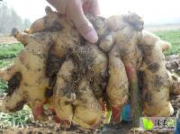 今日山東生姜價格行情,今日山東生姜價格行情，變化中的學(xué)習(xí)，賦予我們力量