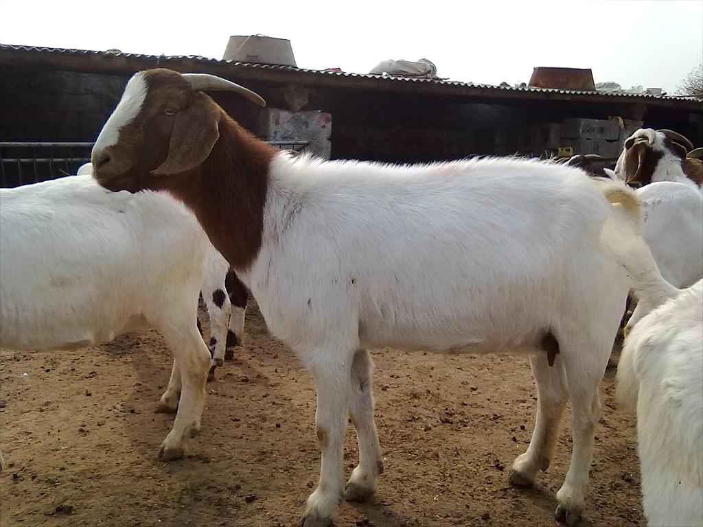 山羊價格，歷史背景、重要事件與地位探究