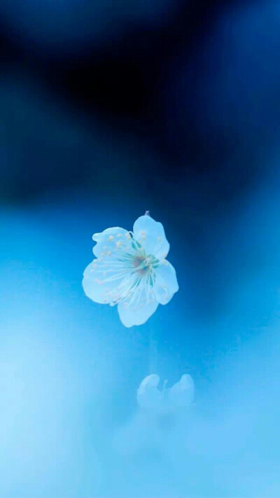 最新手機屏保圖片精選，愛的紐帶與溫馨日常之美