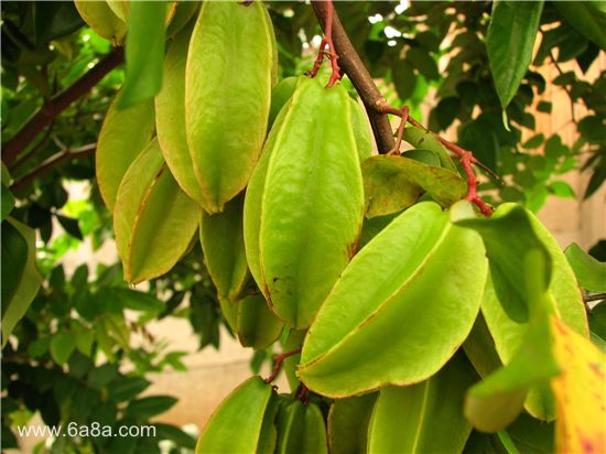 楊桃的甜蜜時光，友情與陪伴的溫馨故事與上市時刻揭秘