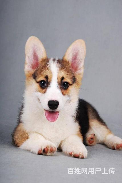 純種柯基價格，科技與生活的融合之選