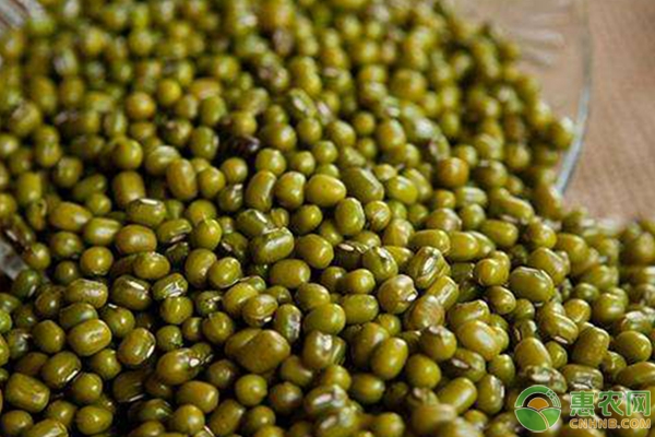 科技賦能下的綠豆市場(chǎng)，最新價(jià)格與革新浪潮