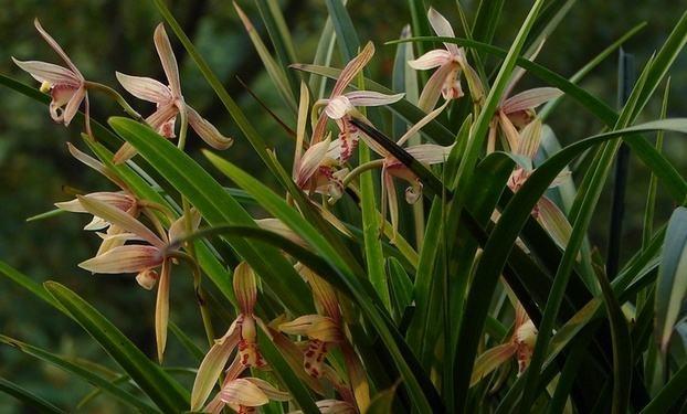 最新蘭花，小巷深處的秘密花園探秘