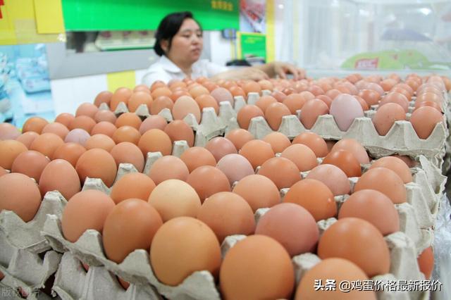 浙江雞蛋行情深度解析與預(yù)測報告