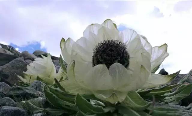 天山野生雪蓮，傳奇價值與地位的獨特價格