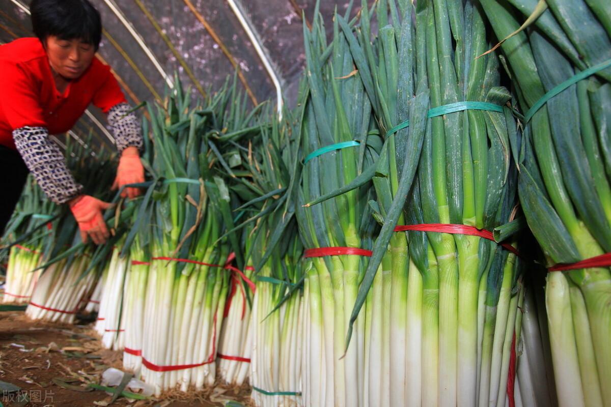 2017年大蔥行情分析與應(yīng)對(duì)策略指南