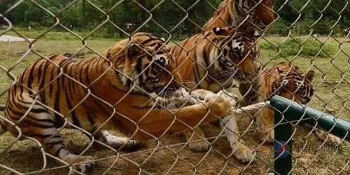 寧波老虎襲擊事件最新進展，城市日常中的溫情與友情力量