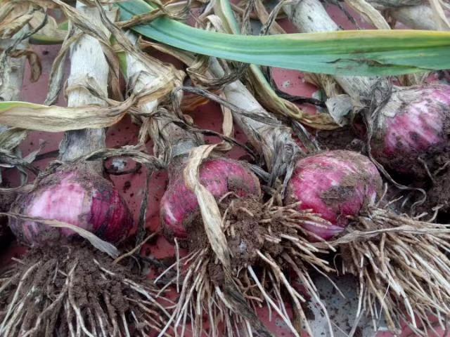 山東大蒜最新價(jià)格行情及分析