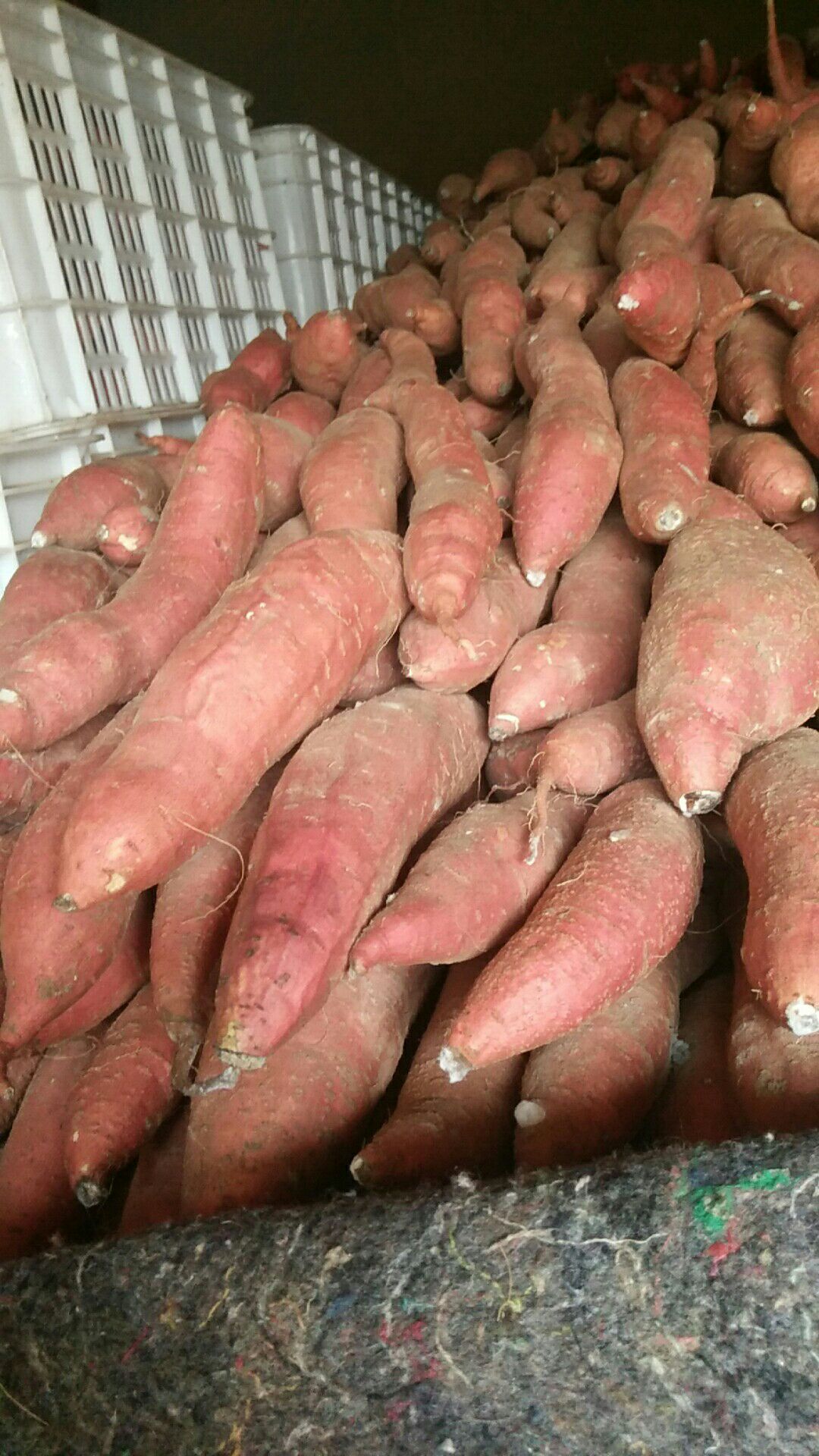 西瓜紅紅薯價格行情解析與趨勢分析