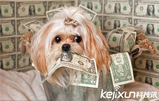 動物世界資訊速遞，小巷中的奇妙探索與未知世界探索