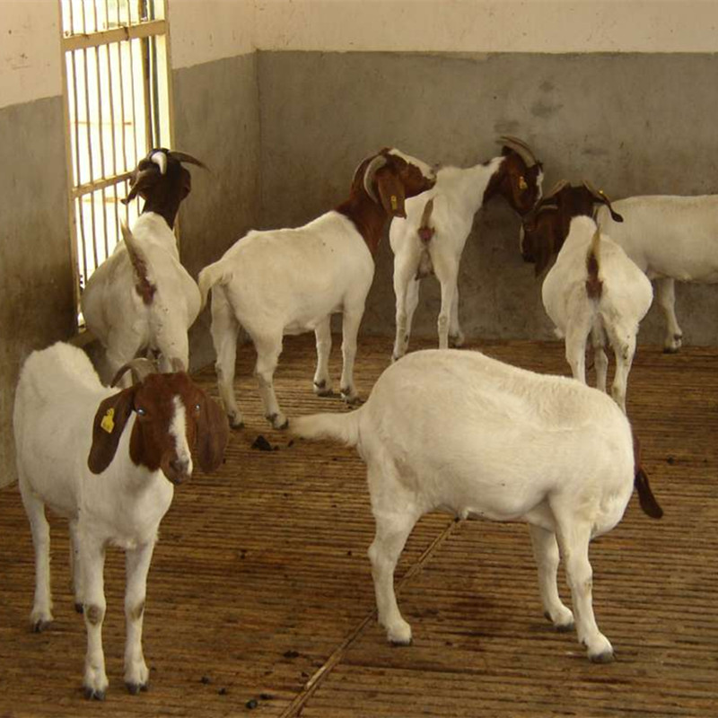 山羊價行情揭秘，小巷深處的獨特風味