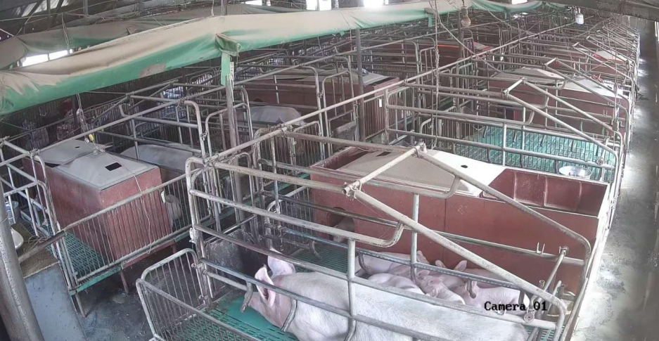 “最新母豬產(chǎn)床技術(shù)”,最新母豬產(chǎn)床技術(shù)，一場(chǎng)技術(shù)與自信的革新之旅