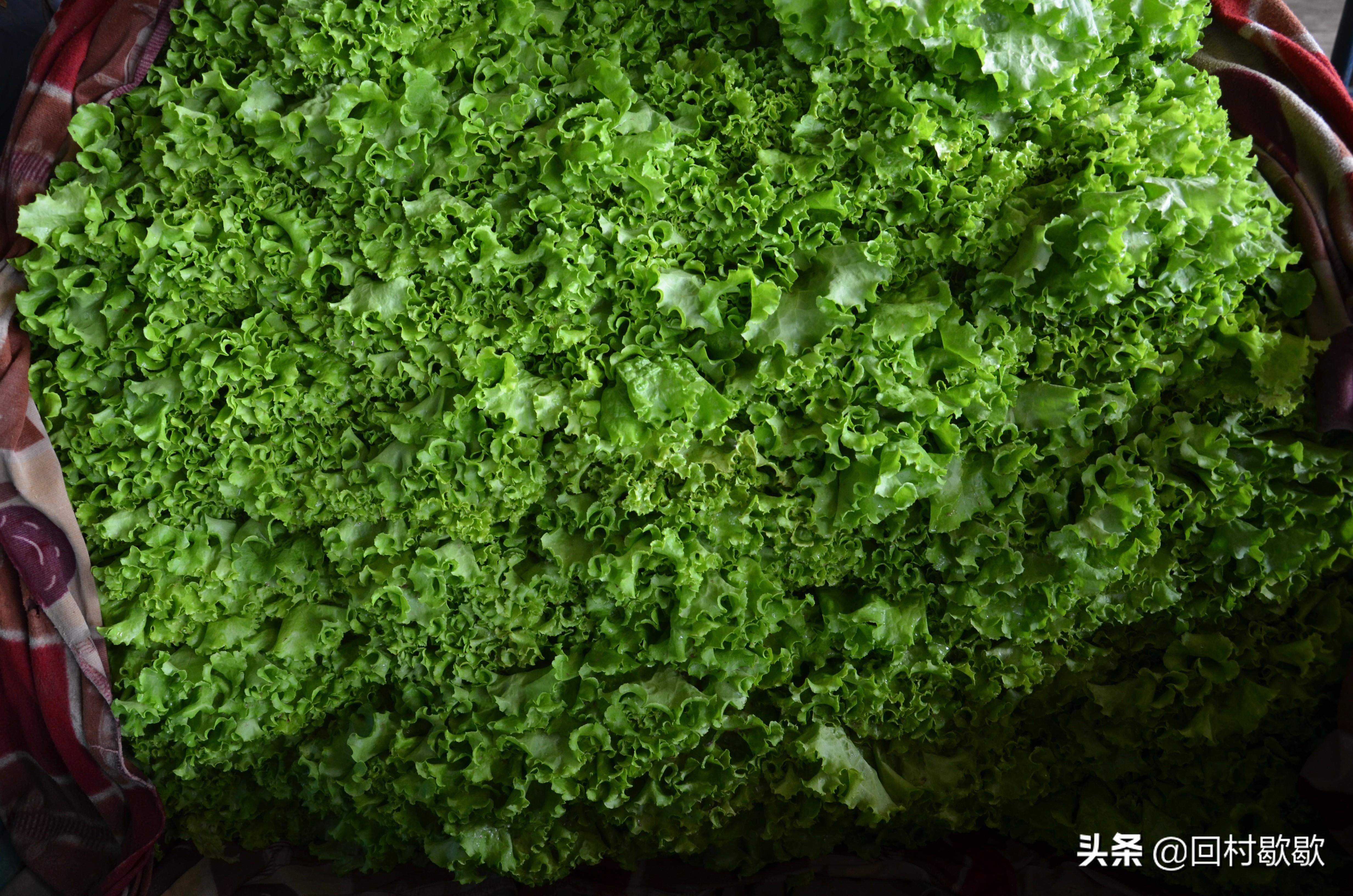 科技引領(lǐng)新生活，最新菜花價格行情實(shí)時掌握