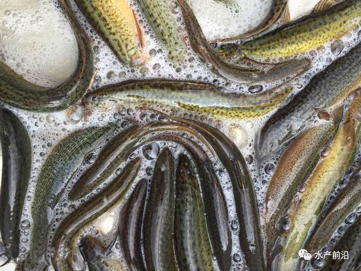 臺灣泥鰍價(jià)格最新動(dòng)態(tài)報(bào)告，最新行情解析