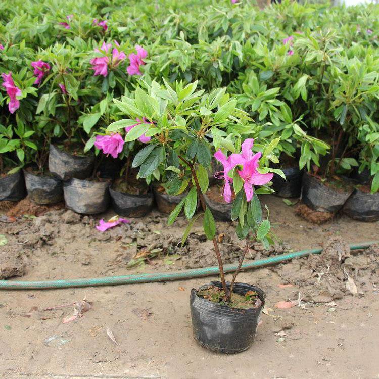 毛杜鵑價格,毛杜鵑價格大解密你的省錢攻略來了！