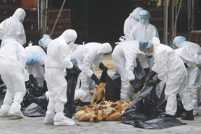 南昌禽流感最新動態(tài),南昌禽流感最新動態(tài)