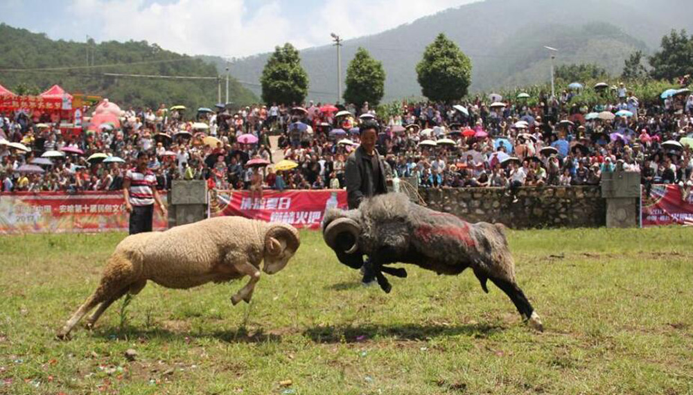 斗羊比賽殘忍視頻直播,斗羊比賽與自信的種子，變化的力量和學(xué)習(xí)的魅力