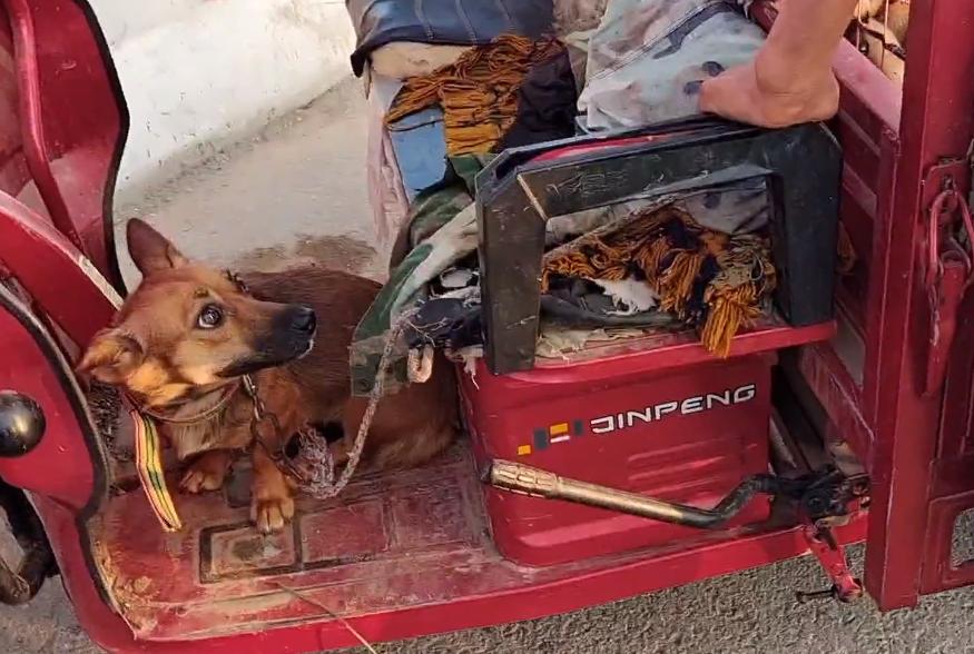 狗肉最新價格，小巷深處的味覺盛宴揭秘