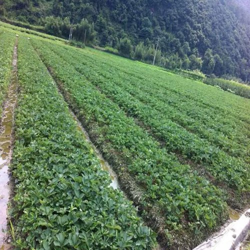 “最新免費(fèi)苗木采購(gòu)資訊”,最新免費(fèi)苗木采購(gòu)資訊獲取指南