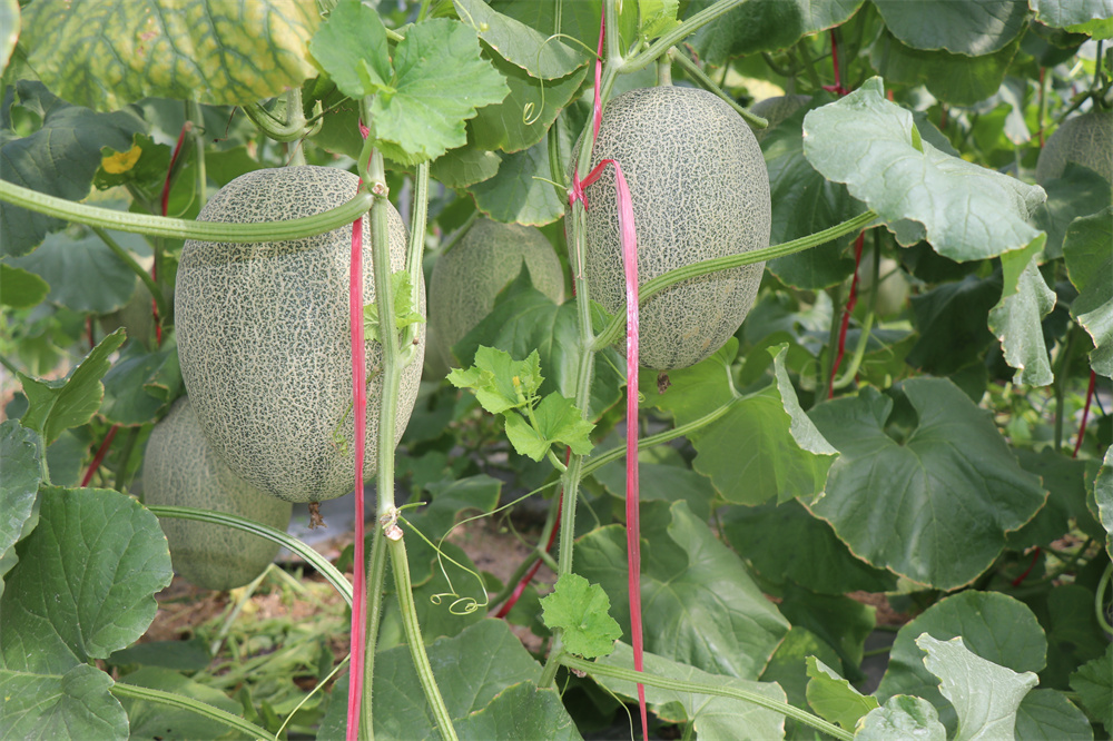 哈密瓜上市季節(jié)、品種與市場(chǎng)供應(yīng)解析，幾月份是哈密瓜的盛宴？