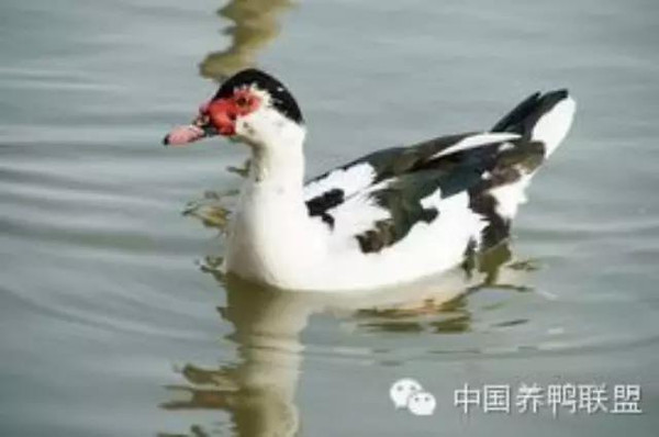 鴛鴦鴨行情，一只鴨子背后的勵(lì)志故事