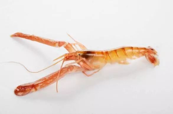 上市蝦，市場(chǎng)潛力與可持續(xù)發(fā)展的博弈之道