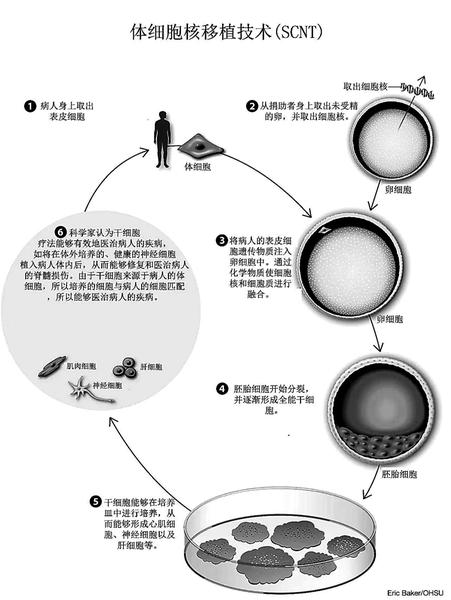 克隆技術(shù)進(jìn)展動態(tài)，探索生命奧秘的旅程啟程了